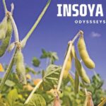 Insoya